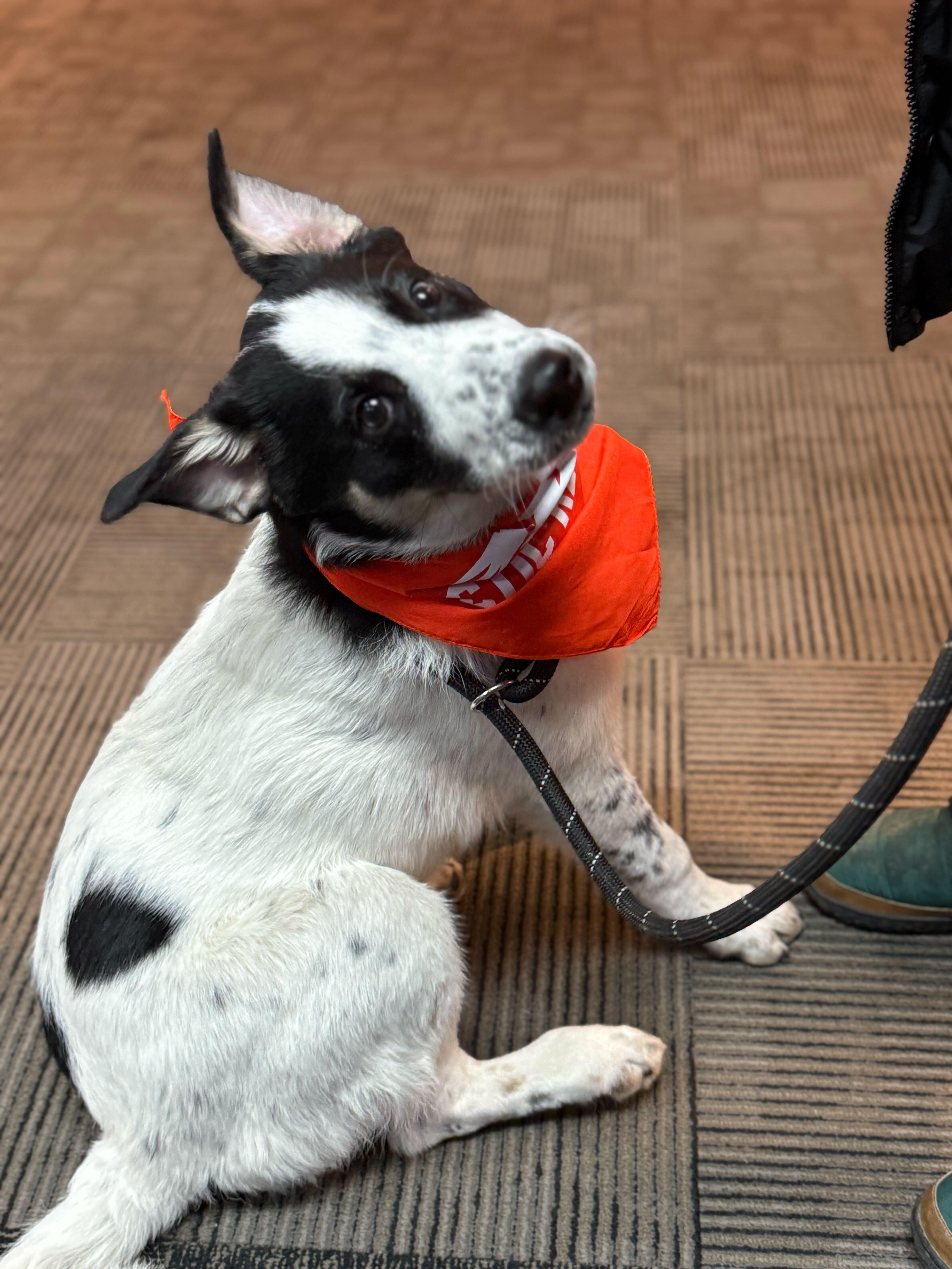 Enlarge Sumac, a Adoptable mixed breed in Cottonwood Heights, UT image 3/6