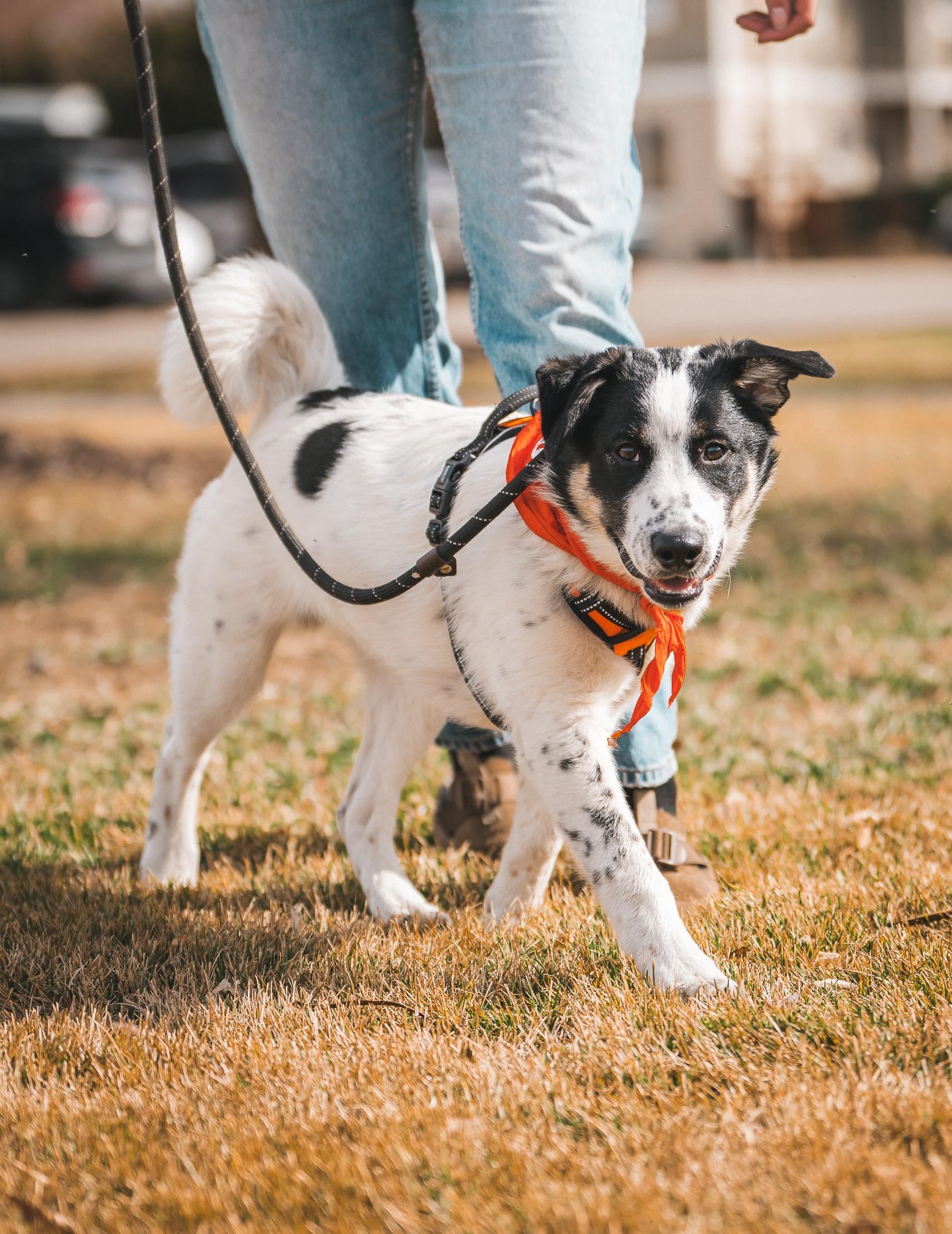 Enlarge Sumac, a Adoptable mixed breed in Cottonwood Heights, UT image 3/6