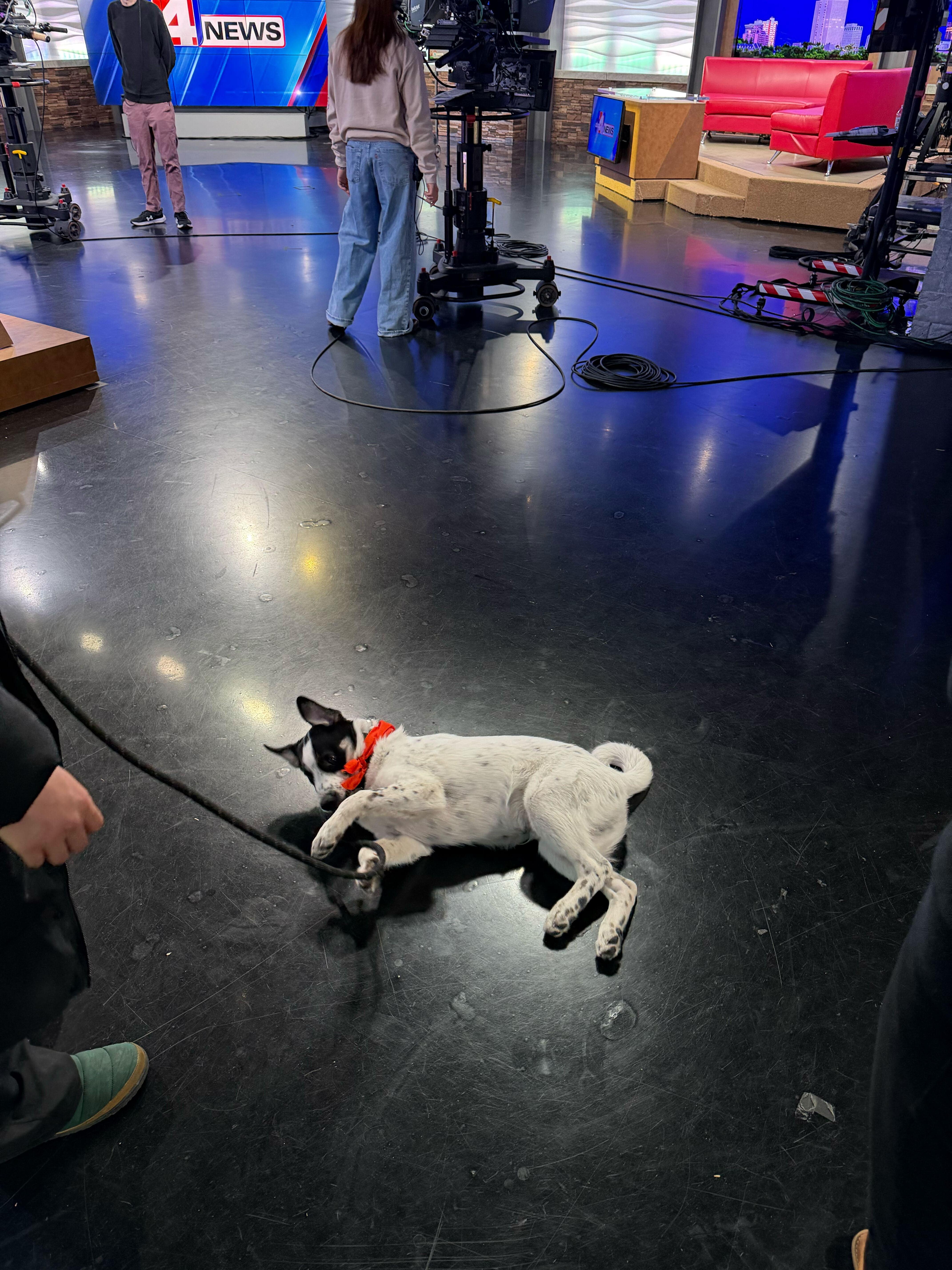 Enlarge Sumac, a Adoptable mixed breed in Cottonwood Heights, UT image 4/6