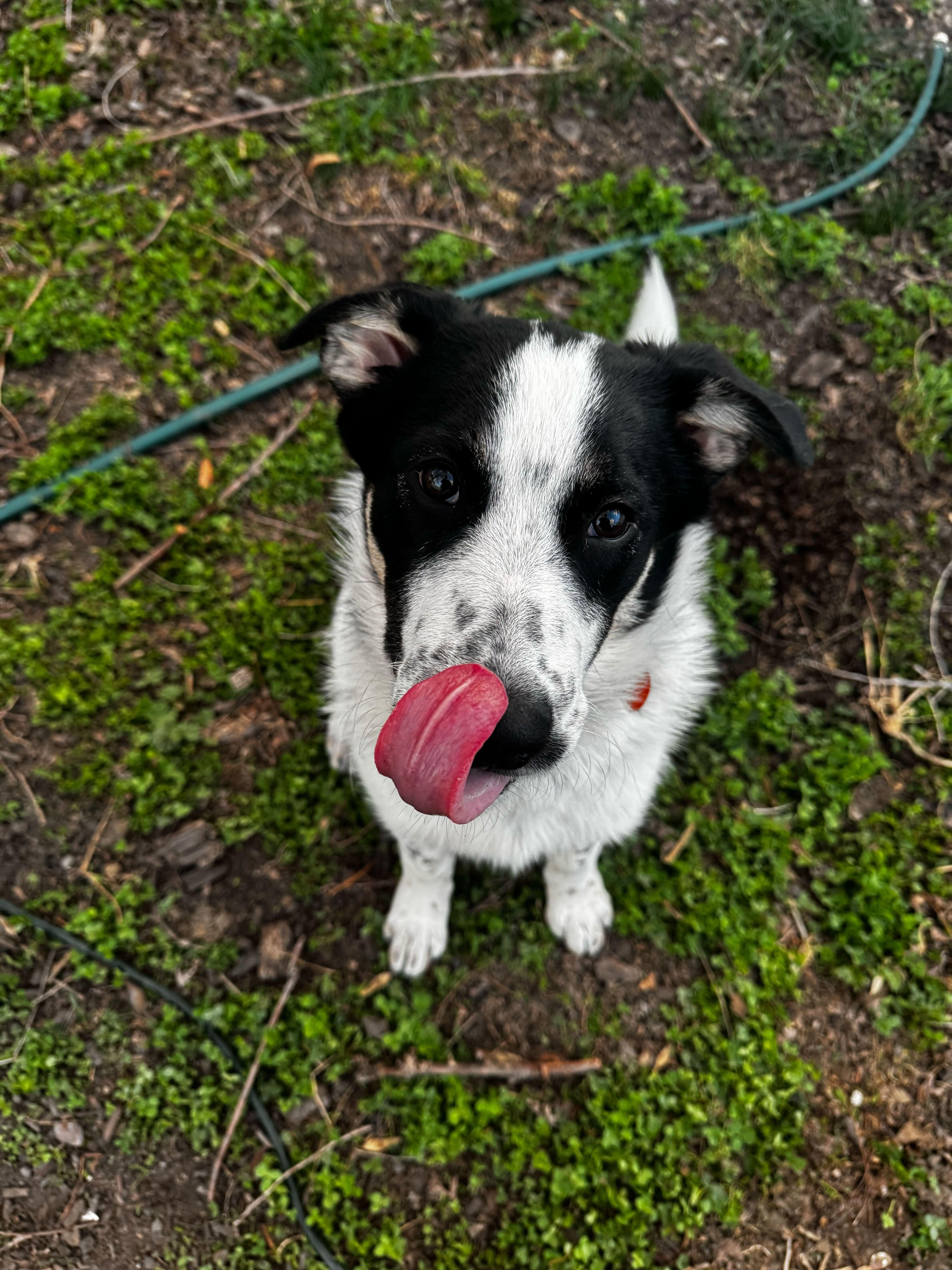 Enlarge Sumac, a Adoptable mixed breed in Cottonwood Heights, UT image 4/6