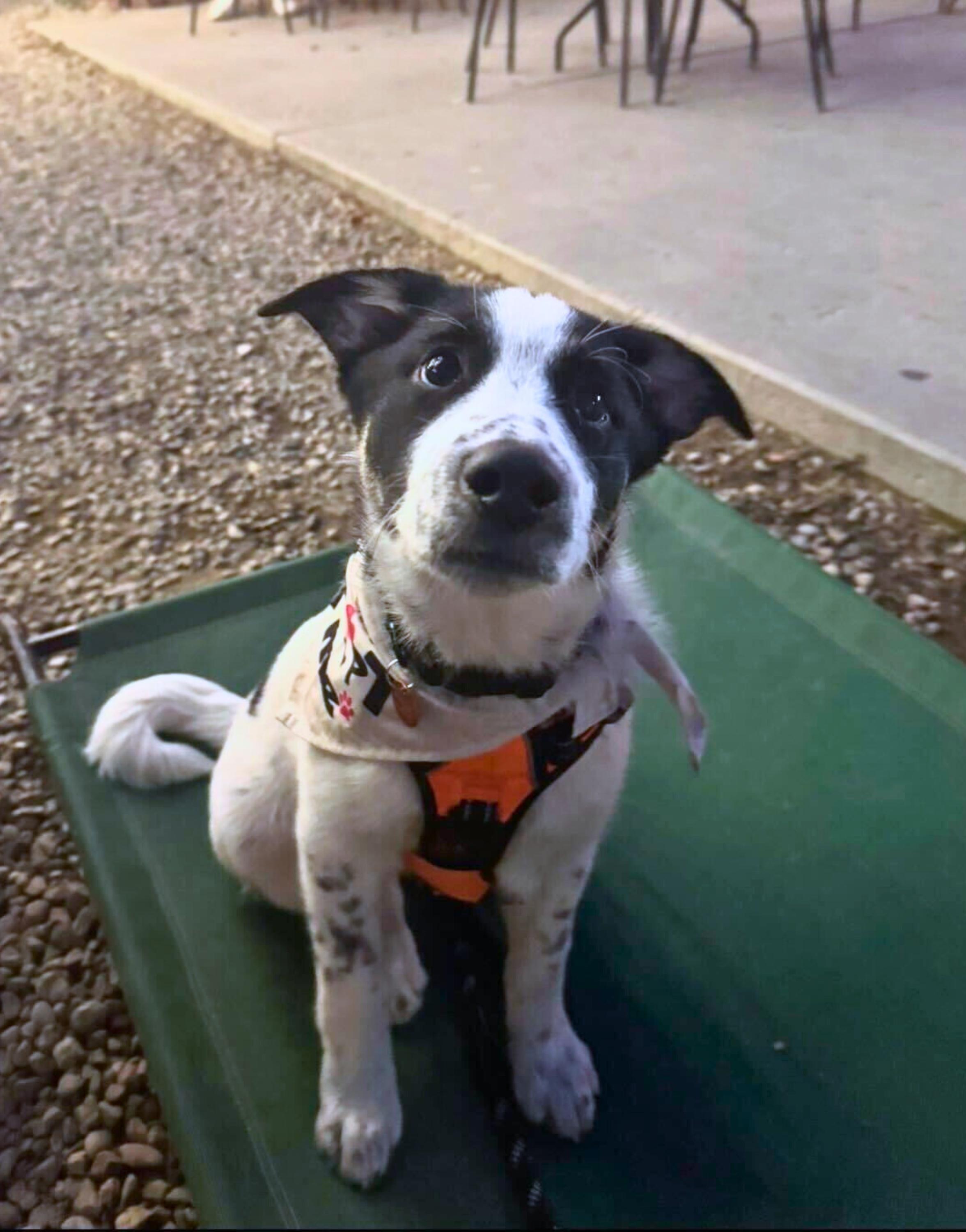 Enlarge Sumac, a Adoptable mixed breed in Cottonwood Heights, UT image 5/6