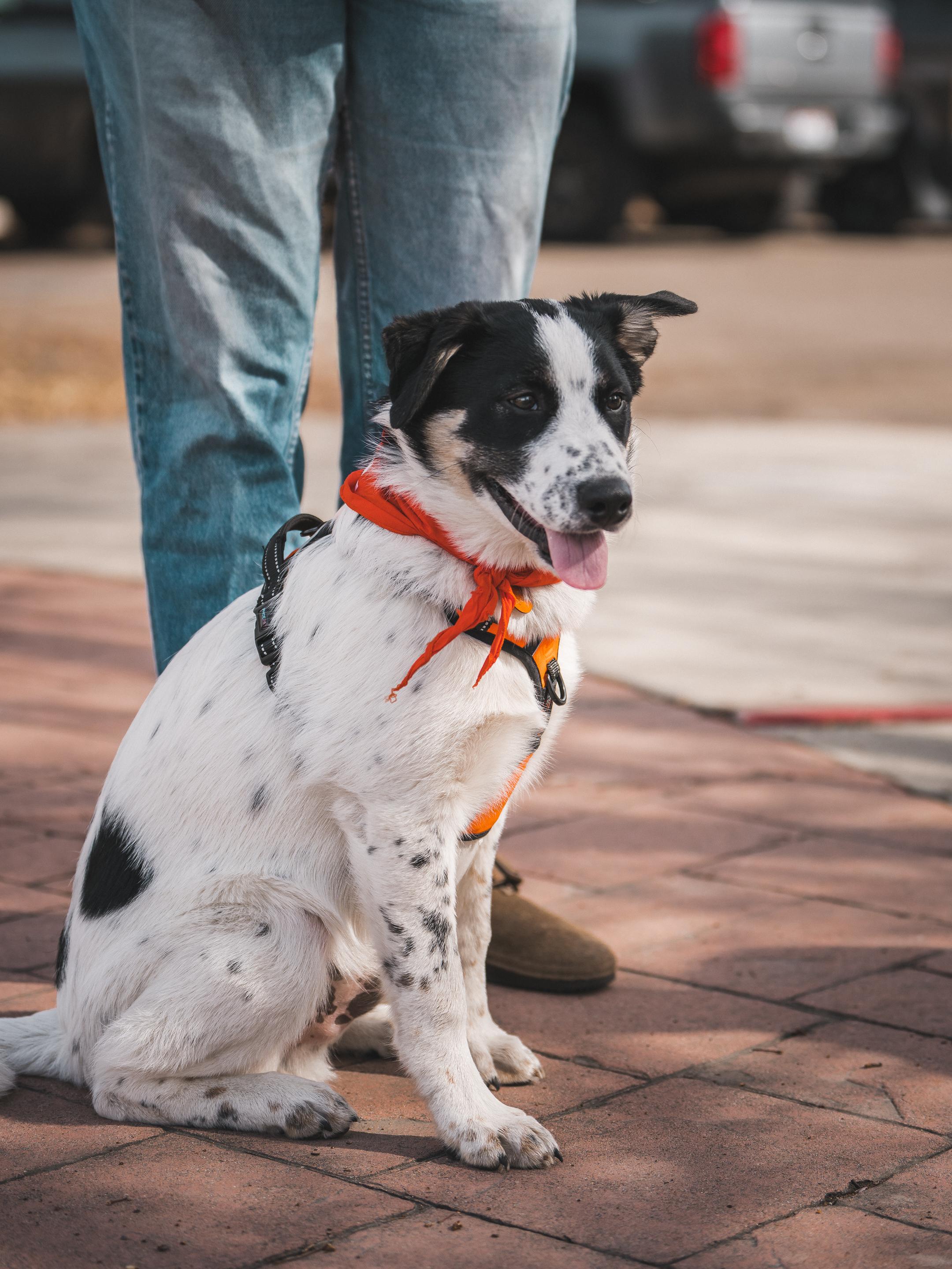 Enlarge Sumac, a Adoptable mixed breed in Cottonwood Heights, UT image 5/6