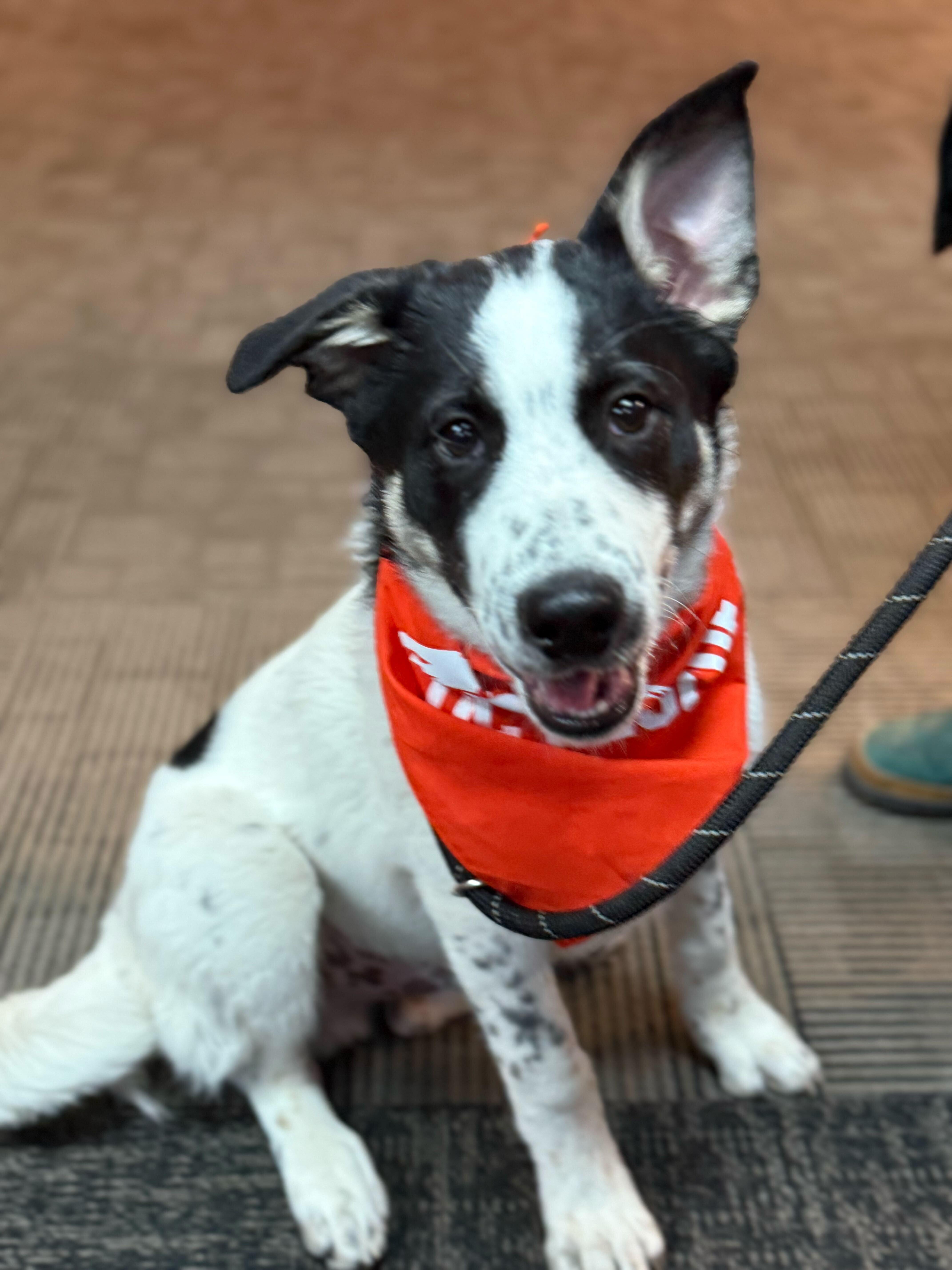 Enlarge Sumac, a Adoptable mixed breed in Cottonwood Heights, UT image 6/6