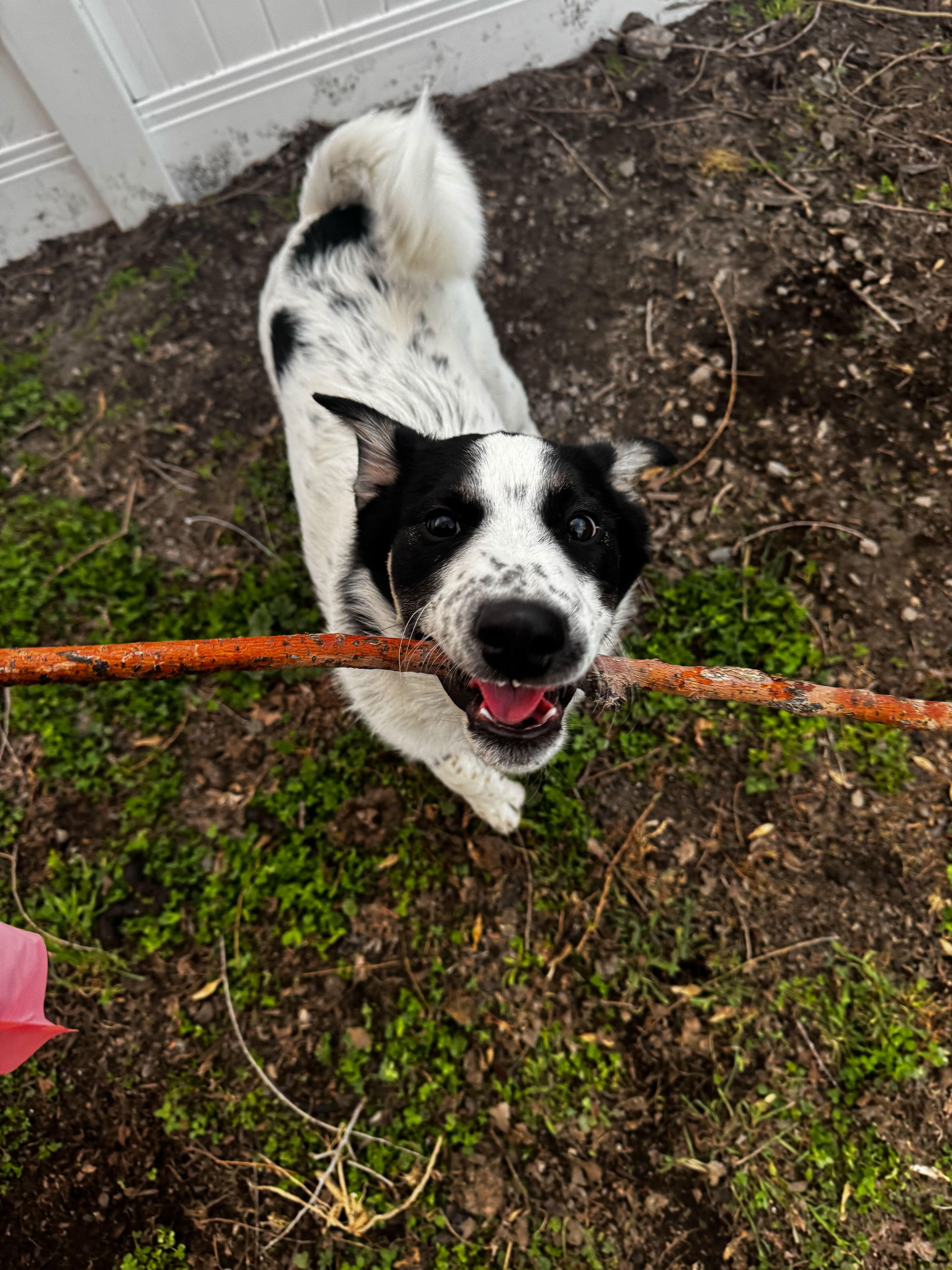 Enlarge Sumac, a Adoptable mixed breed in Cottonwood Heights, UT image 6/6