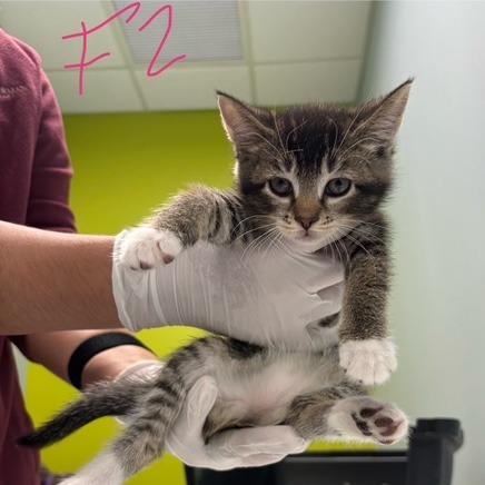 Flo, Adoptable, Kitten Female Domestic Short Hair.