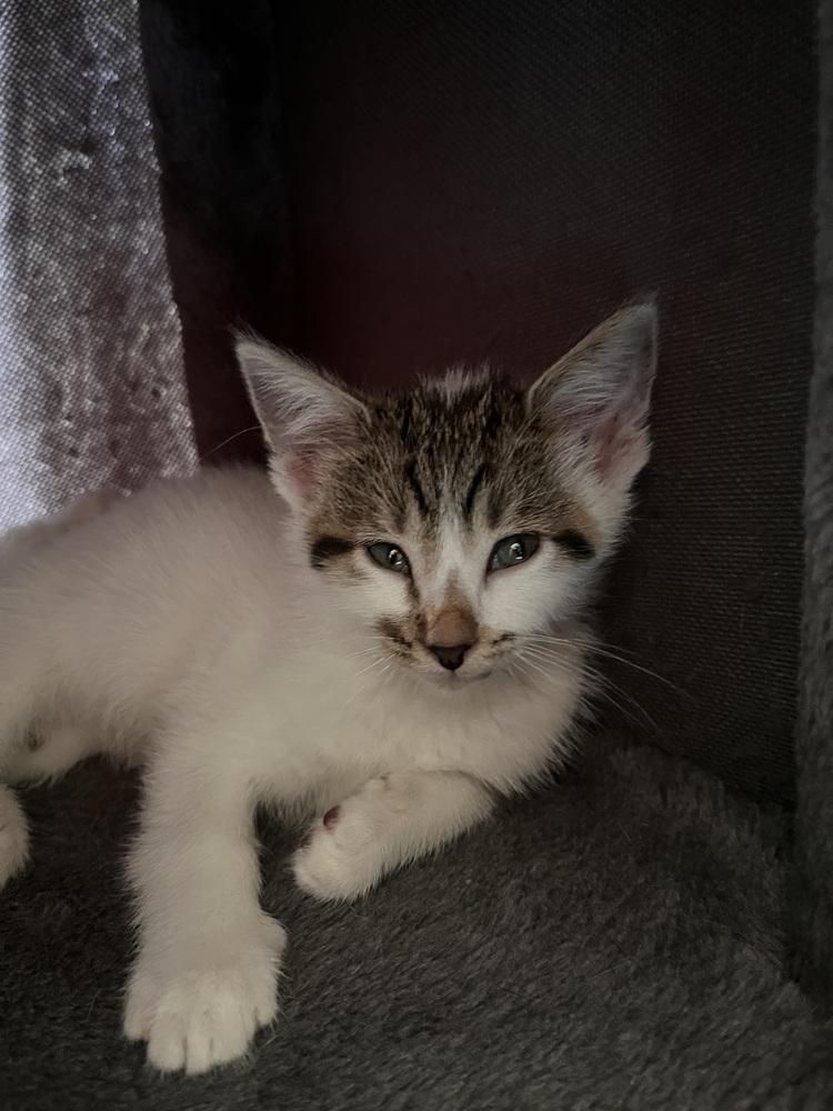 Enlarge Golden Nugget, a Adoptable mixed breed in Union Grove, WI image 3/5