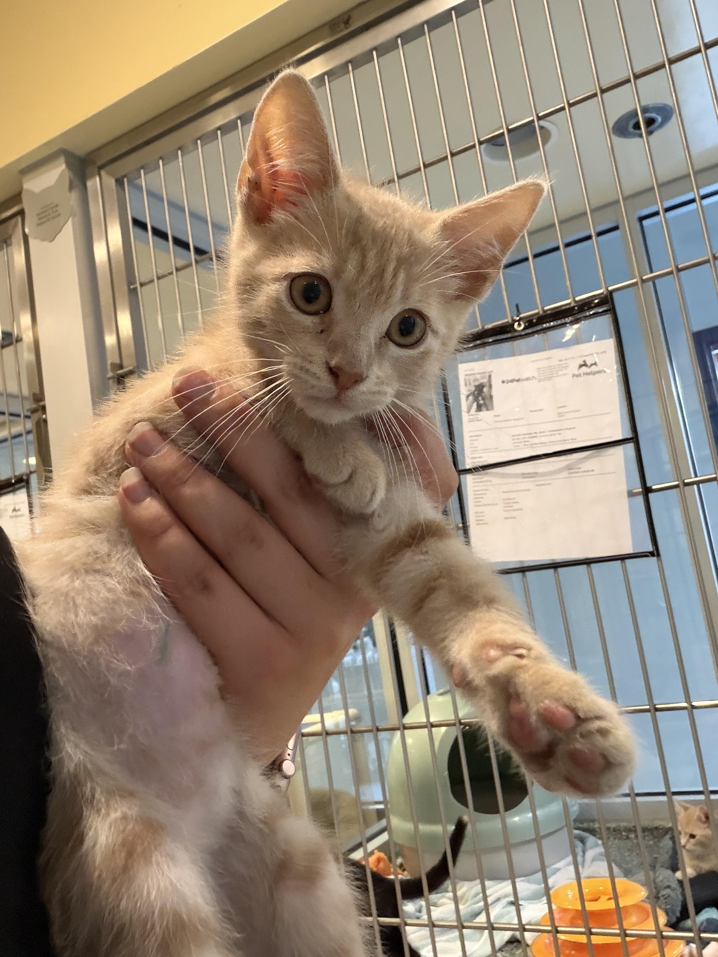 Eggy, adopted, Kitten Male Domestic Short Hair.