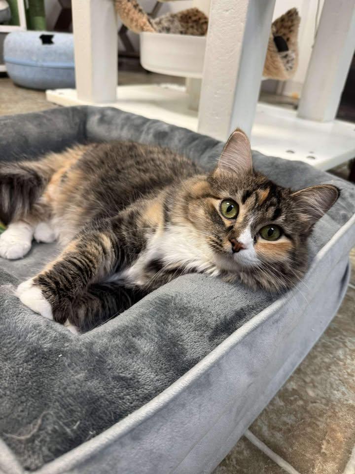 Sesame & Shine (Bonded Pair), a ADOPTABLE Domestic Medium Hair in Frankenmuth, MI image 4/5