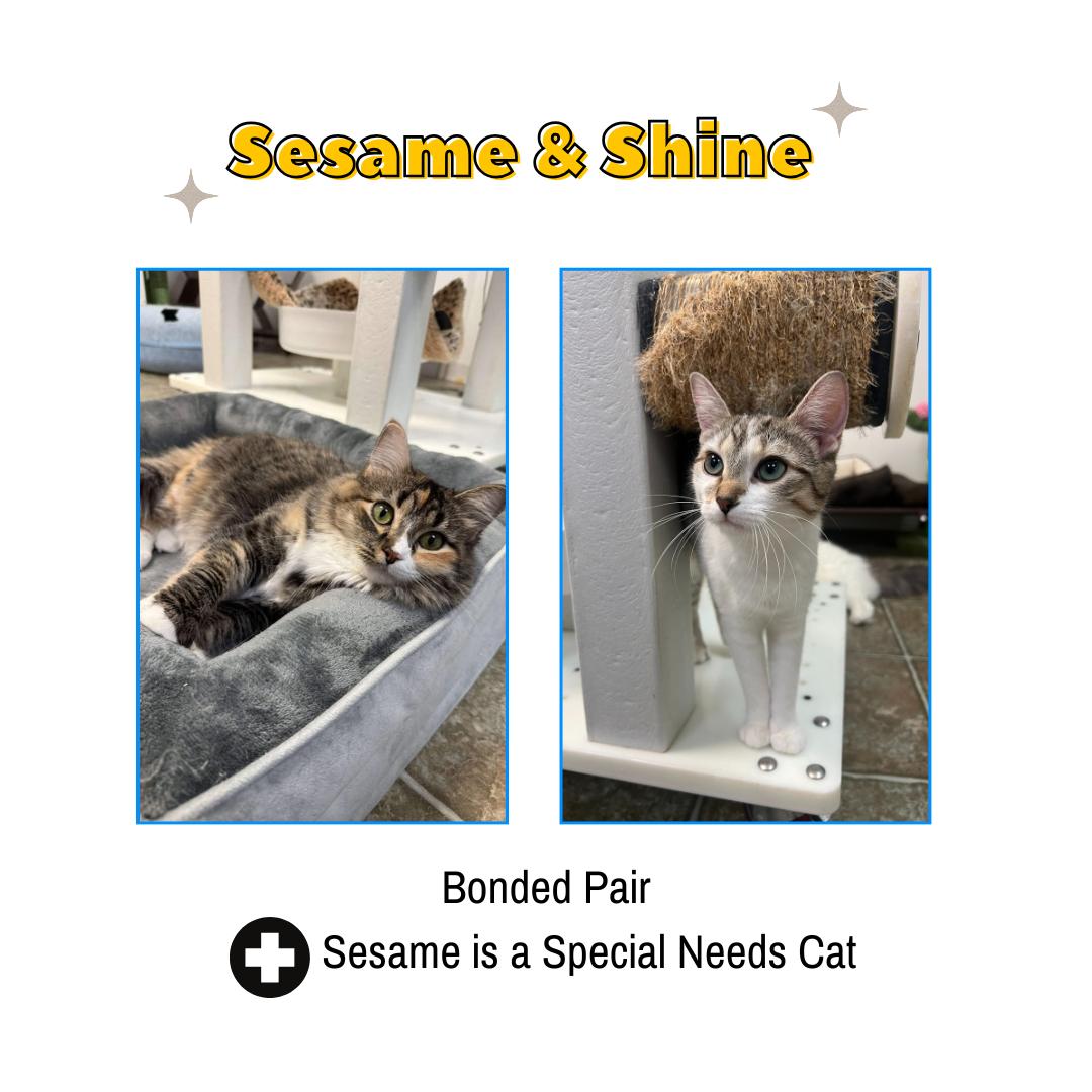 Sesame & Shine (Bonded Pair), ADOPTABLE, Adult Female Domestic Medium Hair.