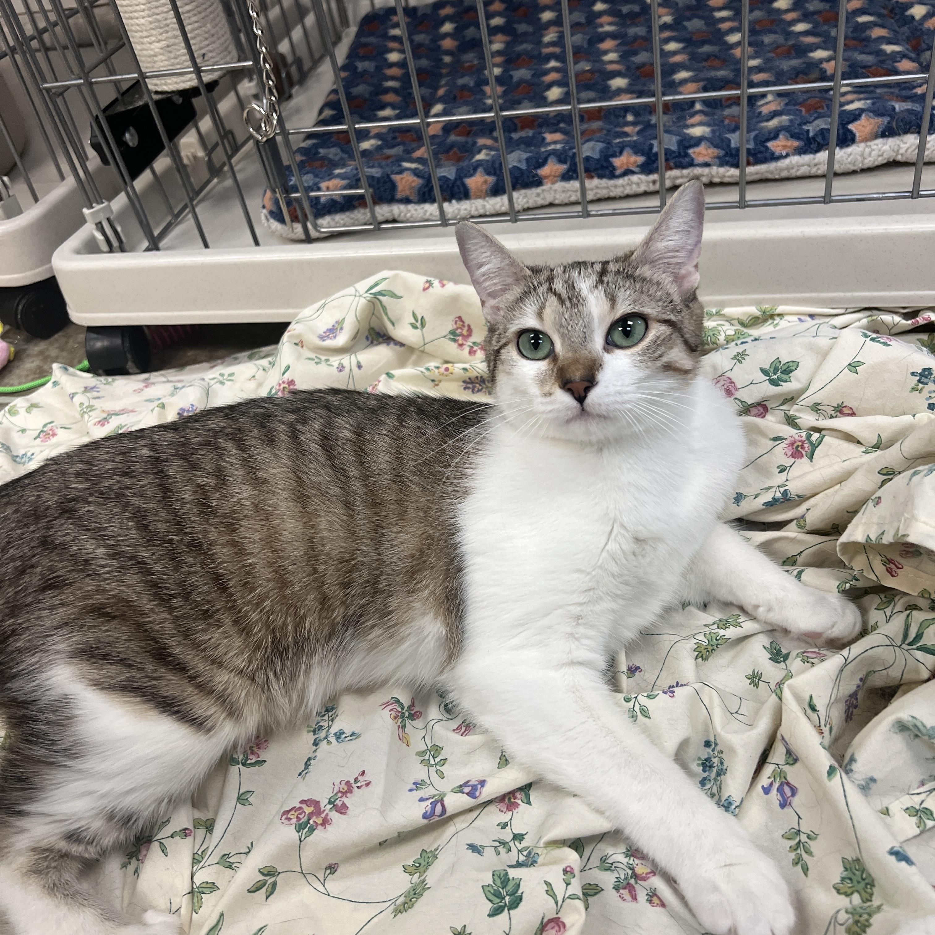 Sesame & Shine (Bonded Pair), a ADOPTABLE Domestic Medium Hair in Frankenmuth, MI image 3/5