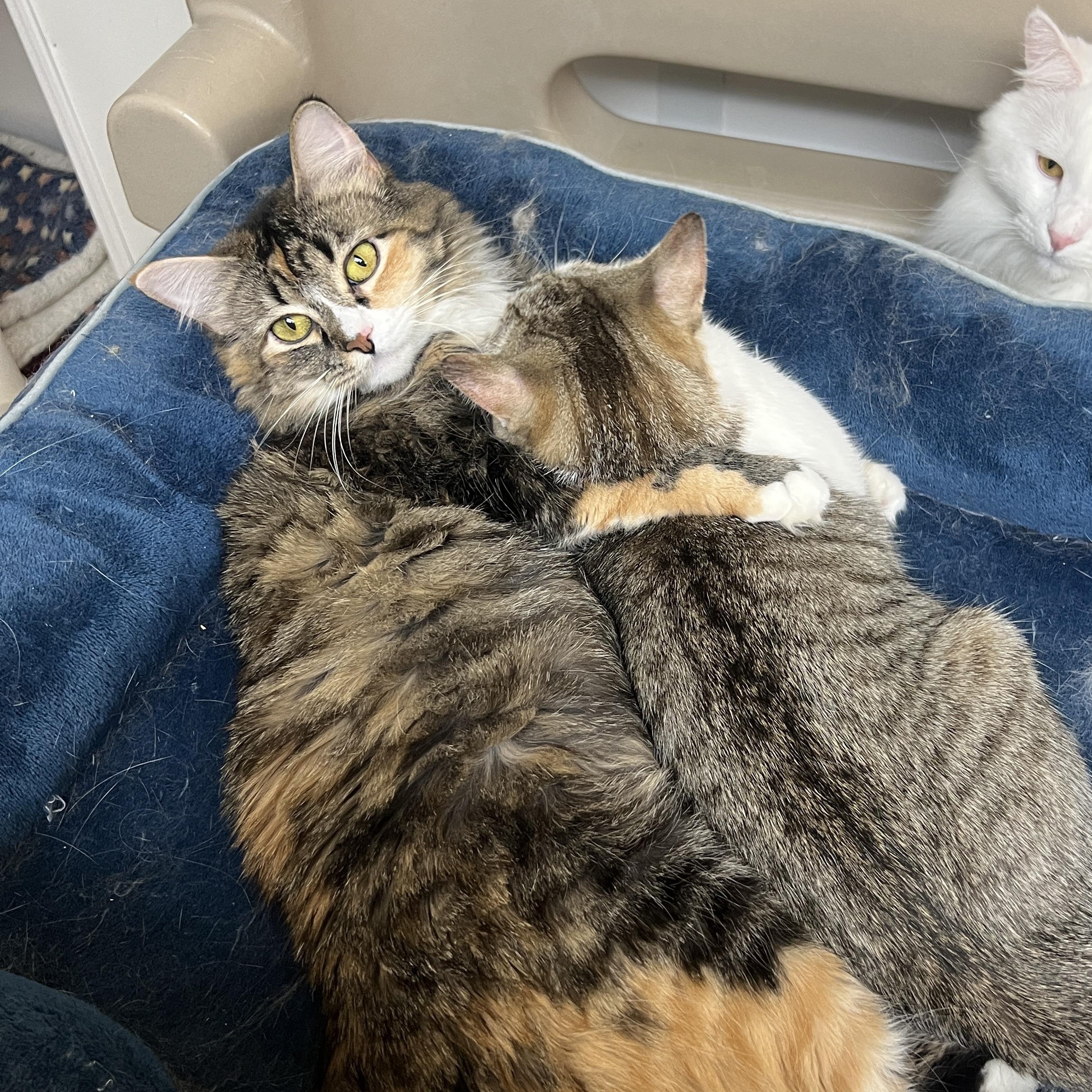 Enlarge Sesame & Shine (Bonded Pair), a Adoptable Domestic Medium Hair in Frankenmuth, MI image 5/5