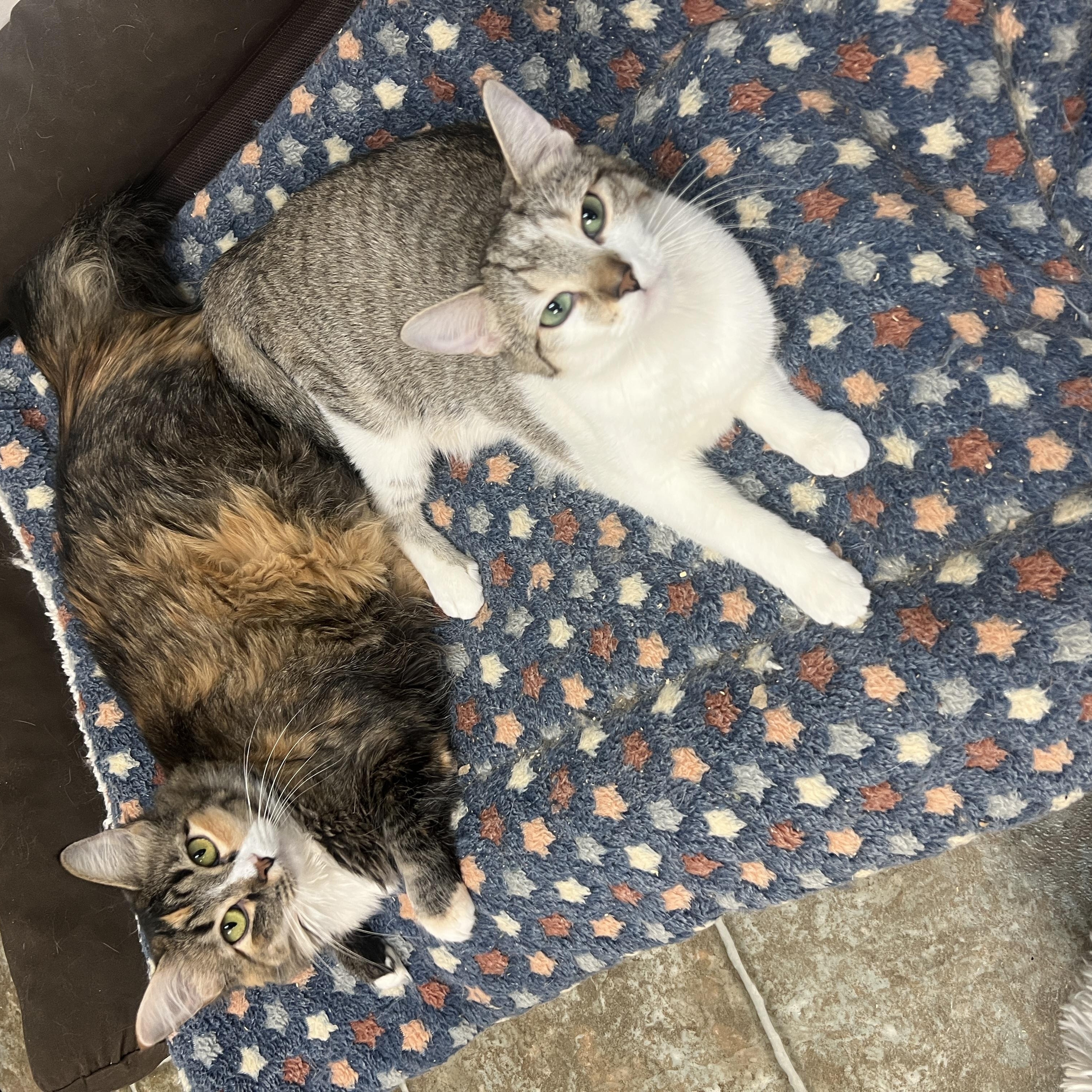 Sesame & Shine (Bonded Pair), a ADOPTABLE Domestic Medium Hair in Frankenmuth, MI image 5/5
