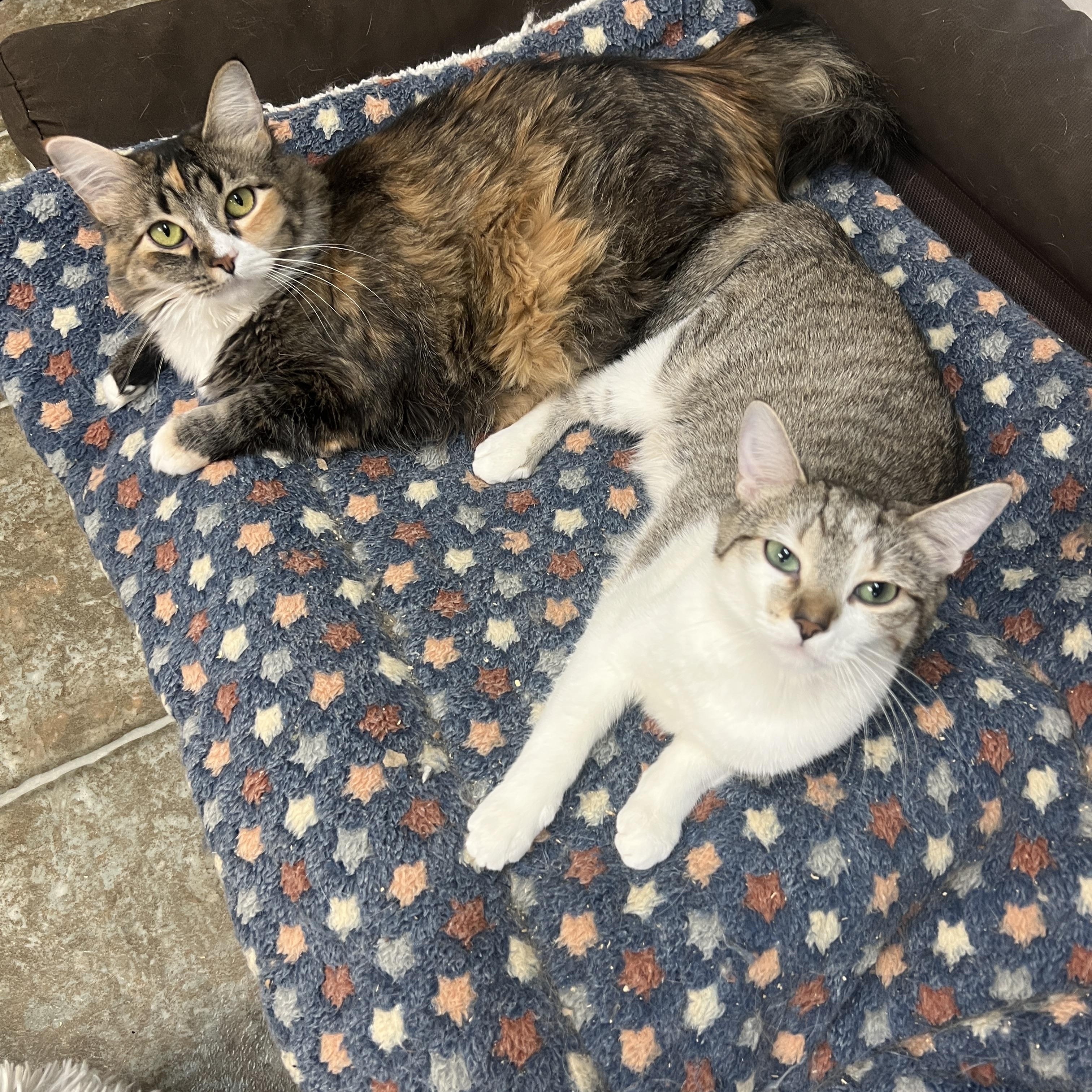 Enlarge Sesame & Shine (Bonded Pair), a Adoptable Domestic Medium Hair in Frankenmuth, MI image 4/5
