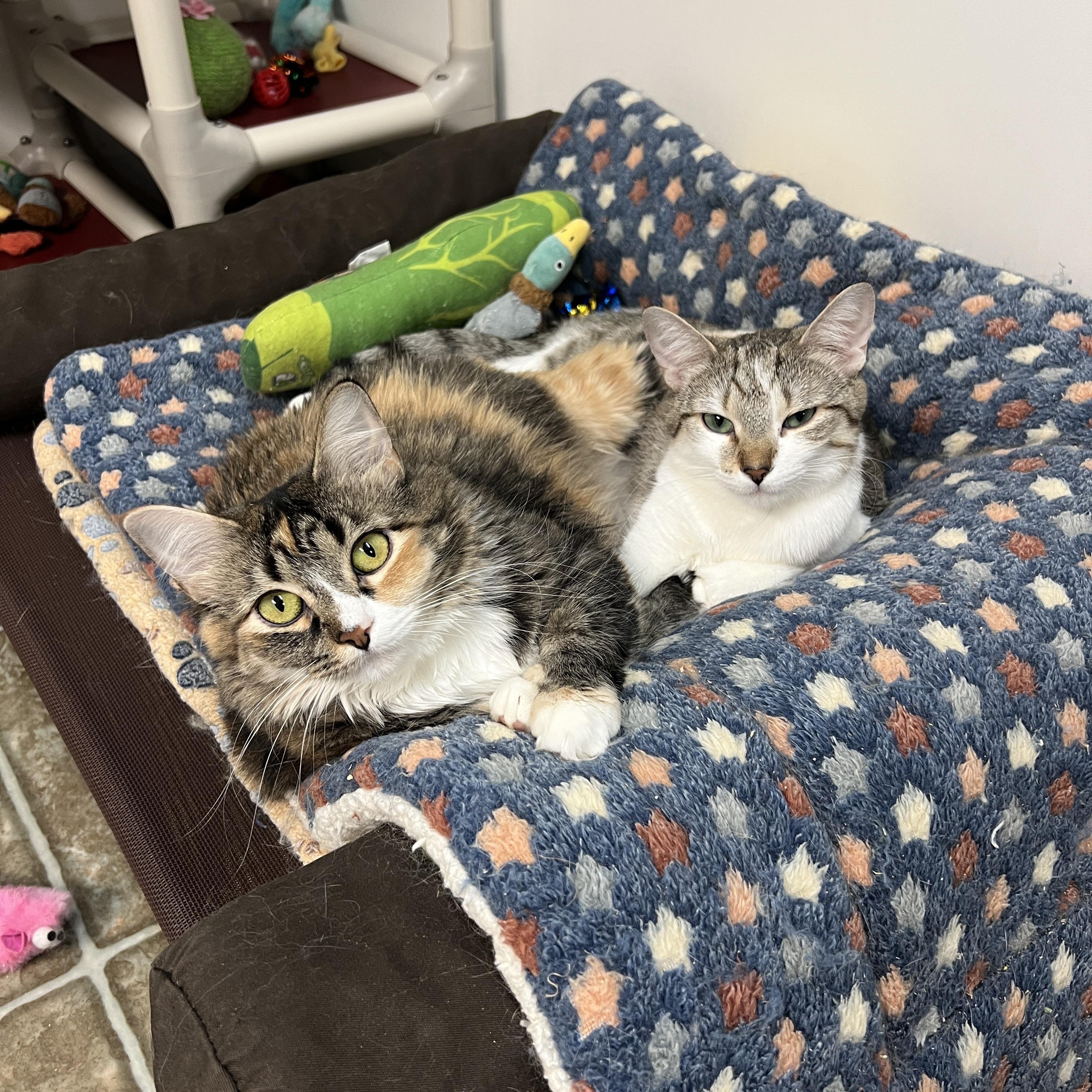 Sesame & Shine (Bonded Pair), a ADOPTABLE Domestic Medium Hair in Frankenmuth, MI image 2/5