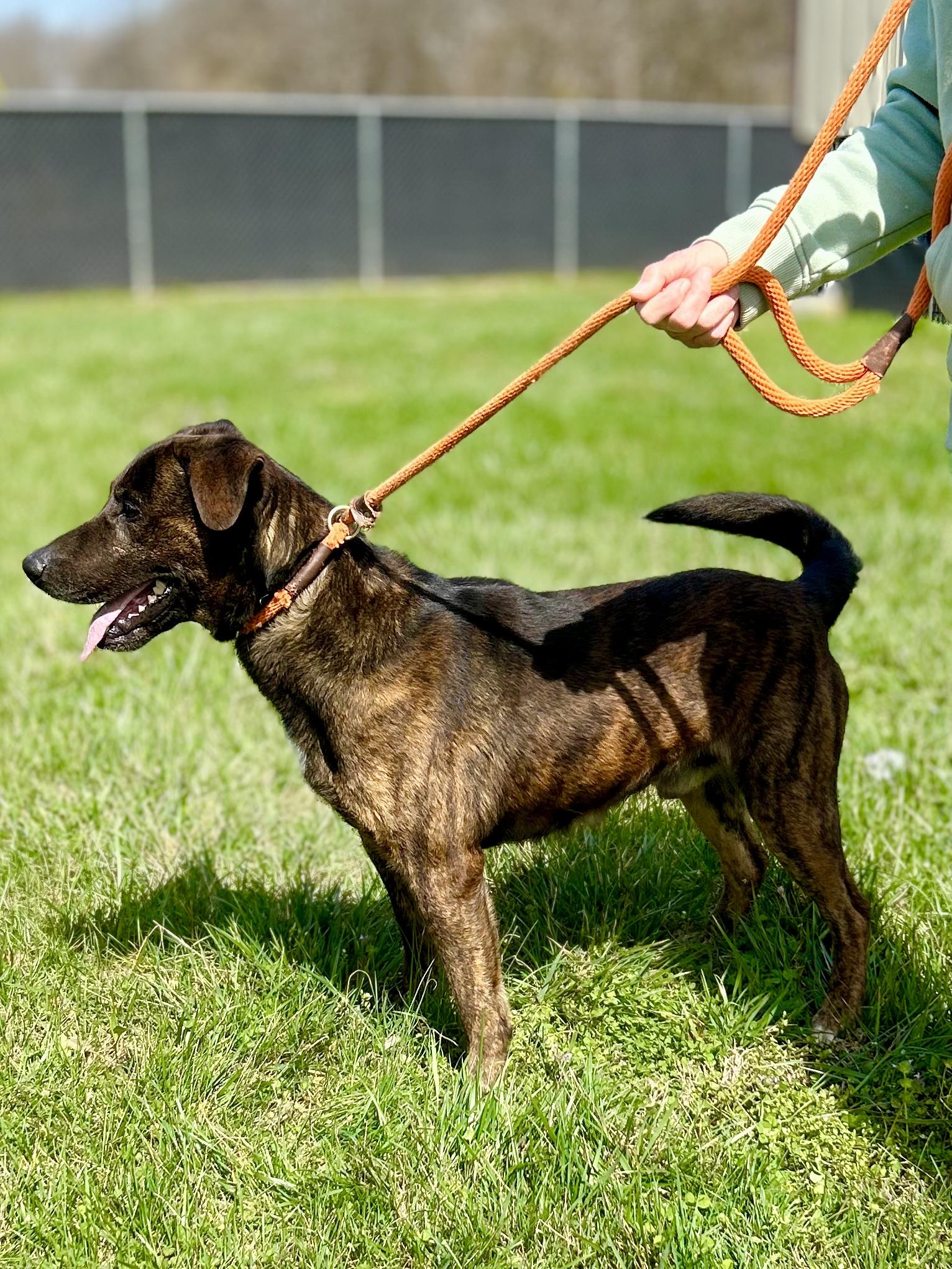 Enlarge Rusty, a ADOPTABLE mixed breed in Franklin, KY image 6/6