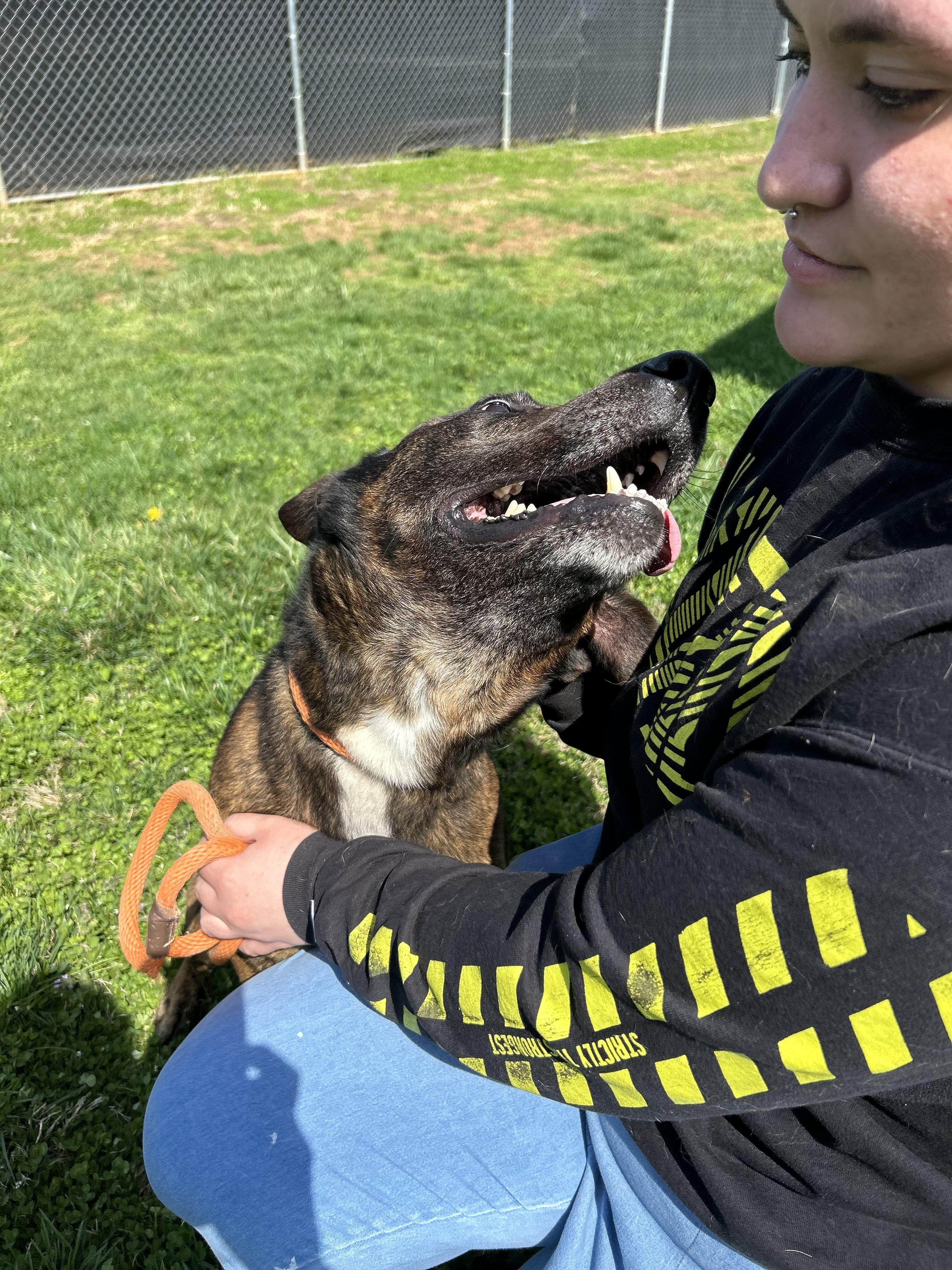 Enlarge Rusty, a ADOPTABLE mixed breed in Franklin, KY image 4/6