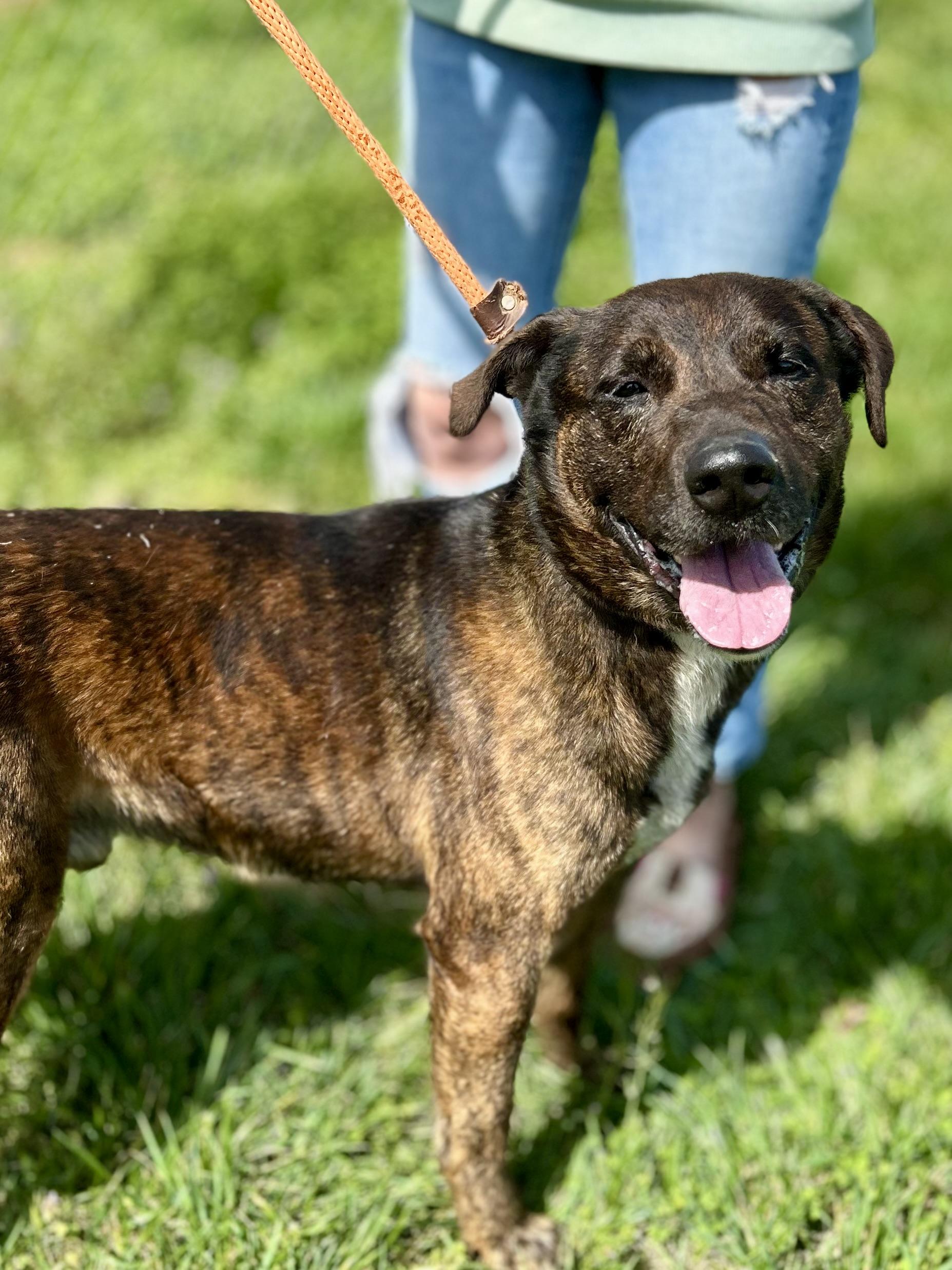 Enlarge Rusty, a ADOPTABLE mixed breed in Franklin, KY image 2/6
