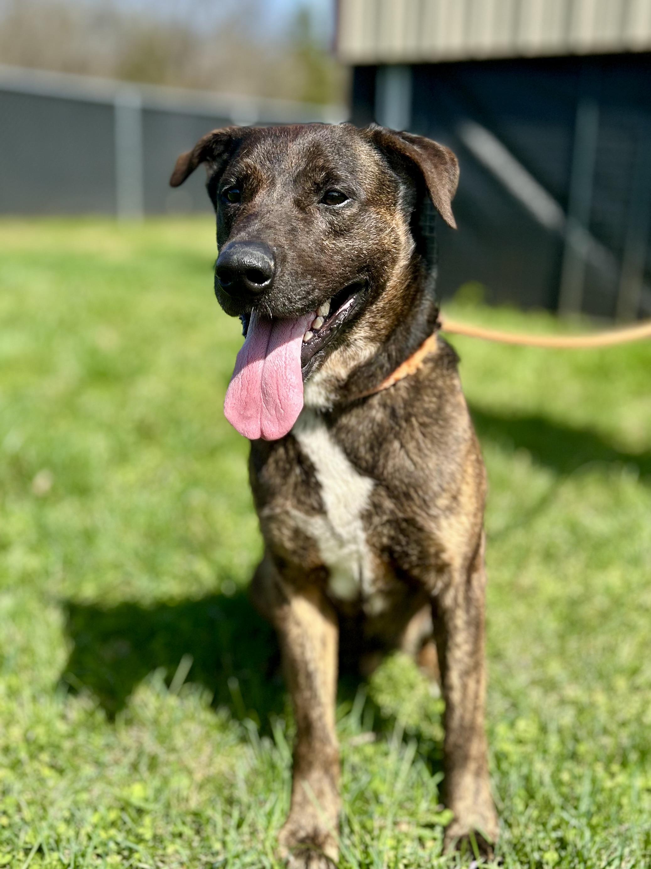 Enlarge Rusty, a ADOPTABLE mixed breed in Franklin, KY image 5/6