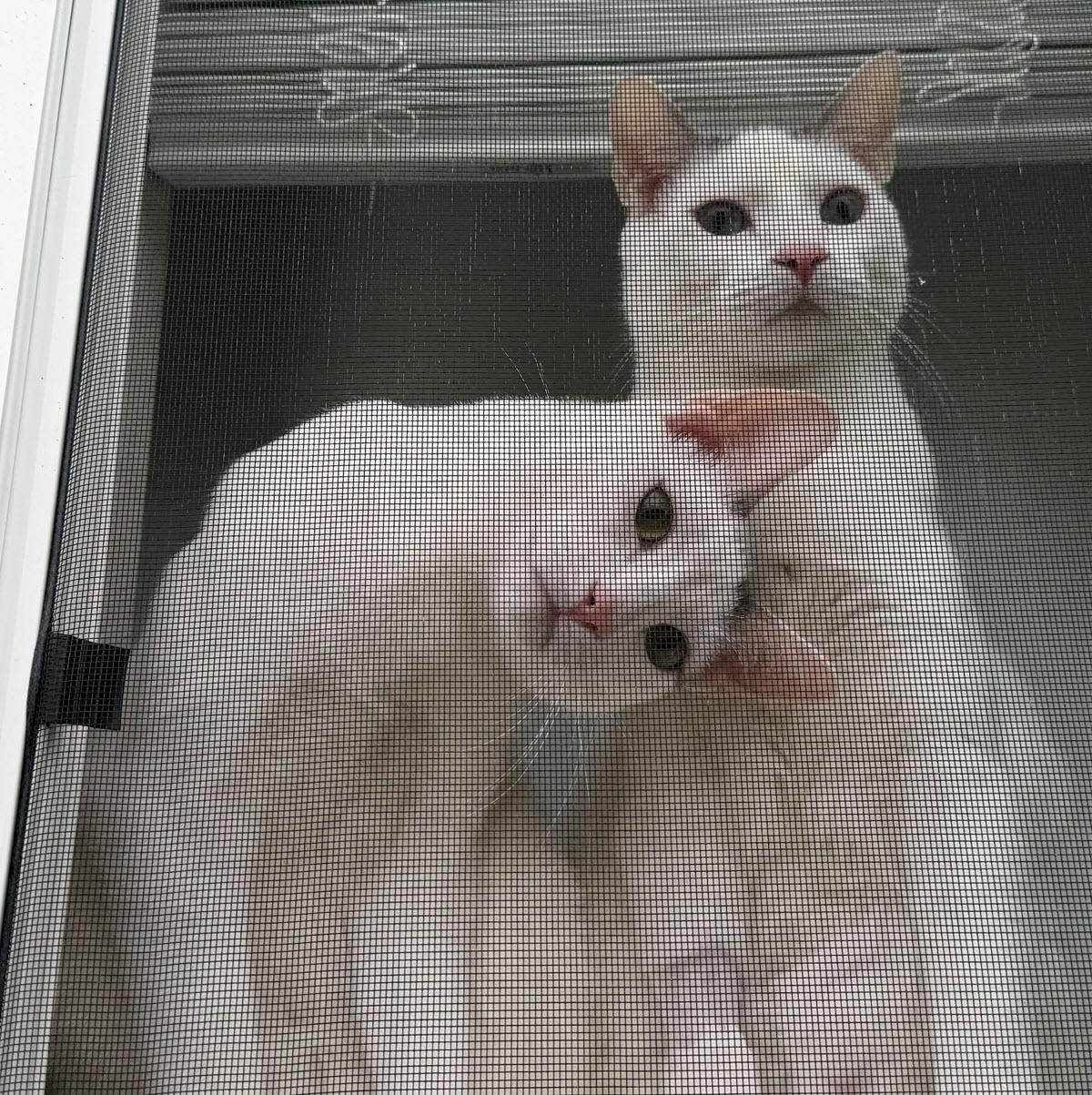 BUTCH & SUNDANCE #1985 - Offered by Owner Bonded, Adoptable, Young Male Domestic Short Hair.
