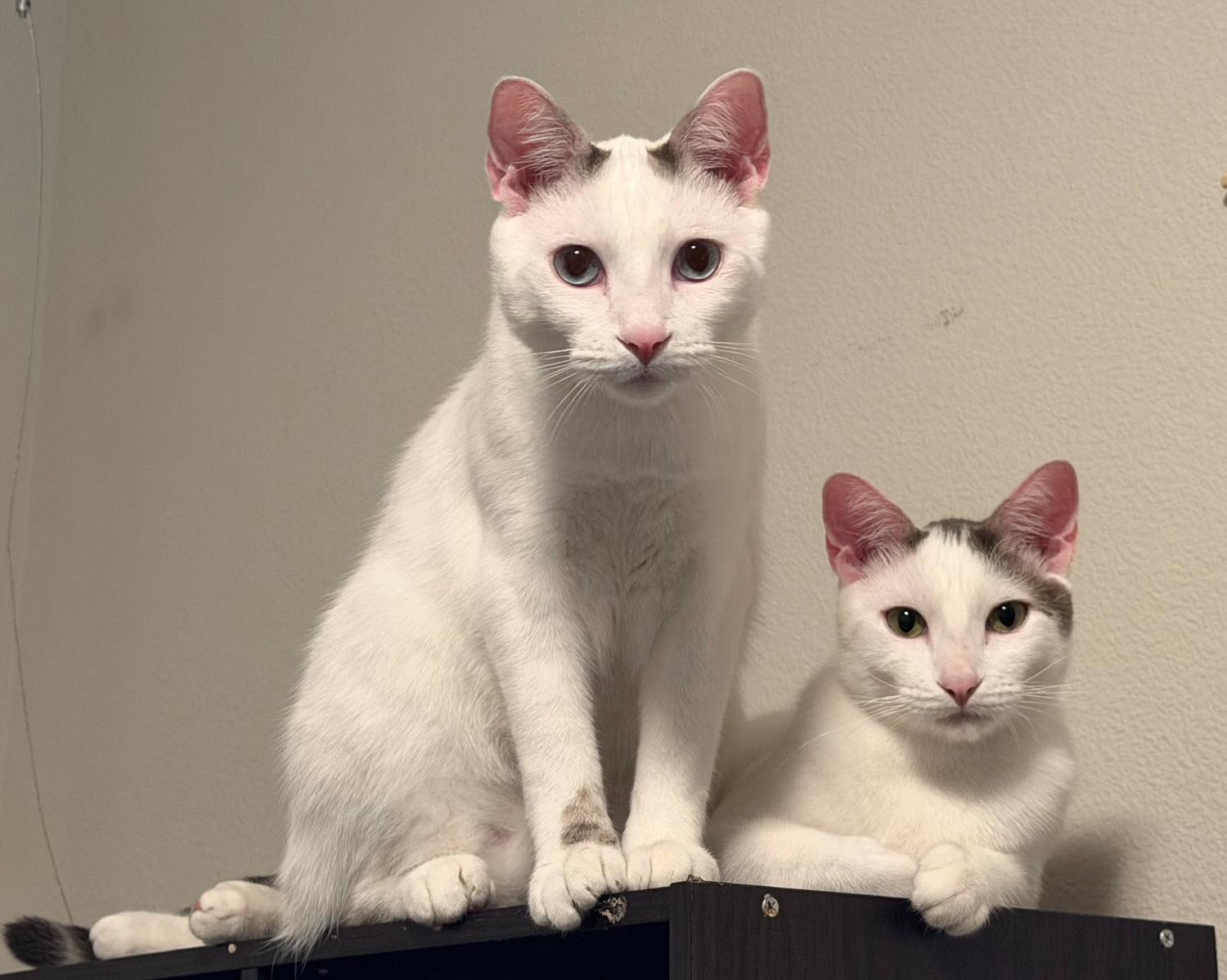 Enlarge BUTCH & SUNDANCE #1985 - Offered by Owner Bonded, a Adoptable Domestic Short Hair in Hillsboro, OR image 2/3