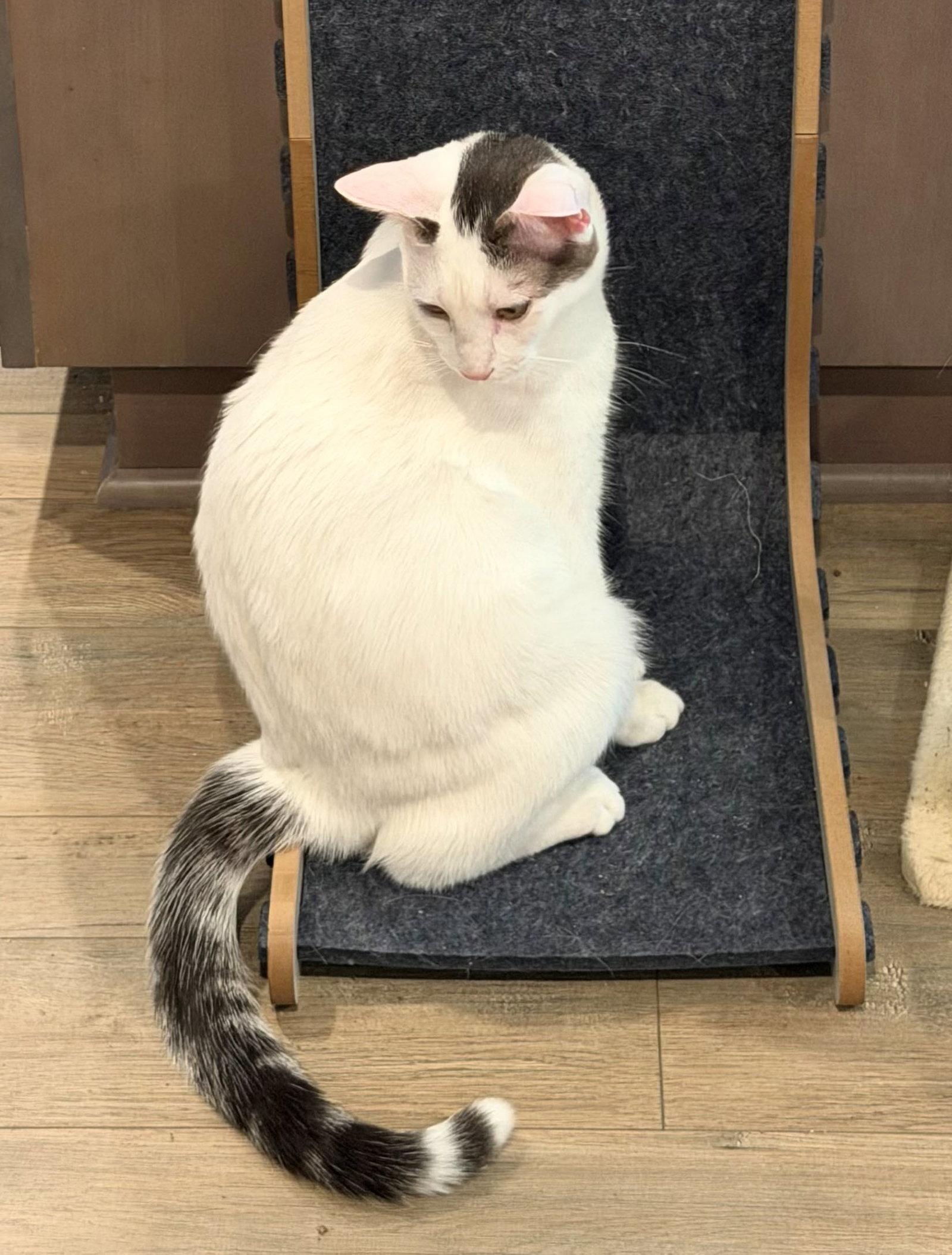 Enlarge BUTCH & SUNDANCE #1985 - Offered by Owner Bonded, a Adoptable Domestic Short Hair in Hillsboro, OR image 3/3