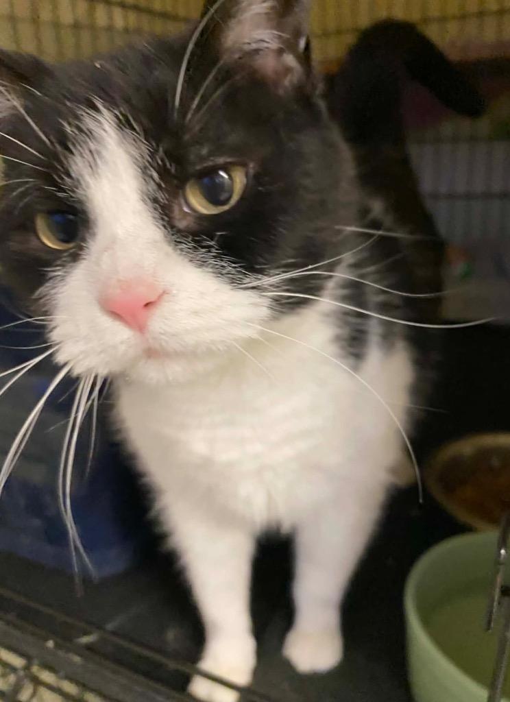 JUJU, Adopted, Senior Female Domestic Short Hair.