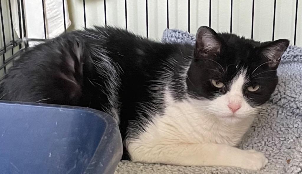 Enlarge JUJU, a Adopted mixed breed in Muskegon, MI image 2/2