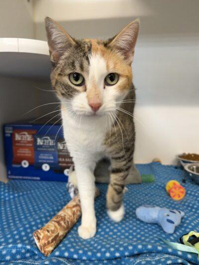 Enlarge Marbles, an adopted Domestic Short Hair in Truckee, CA image 2/4