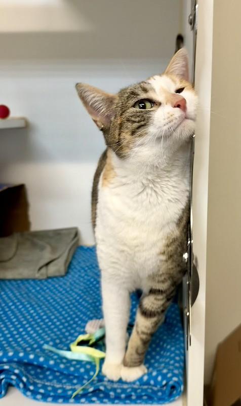 Enlarge Marbles, an adopted Domestic Short Hair in Truckee, CA image 4/4