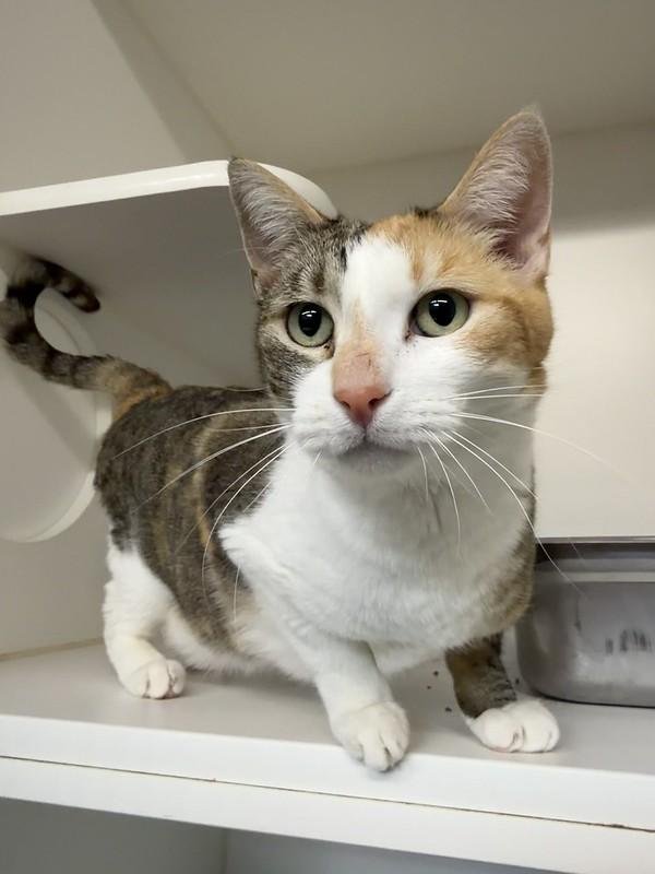 Enlarge Marbles, an adopted Domestic Short Hair in Truckee, CA image 3/4