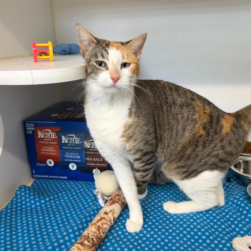 Marbles, adopted, Adult Female Domestic Short Hair.