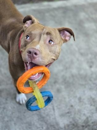Enlarge Fia, a Adoptable mixed breed in Bellevue, WA image 1/3