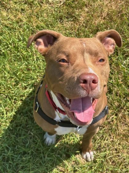 Enlarge Fia, a Adoptable mixed breed in Bellevue, WA image 2/3