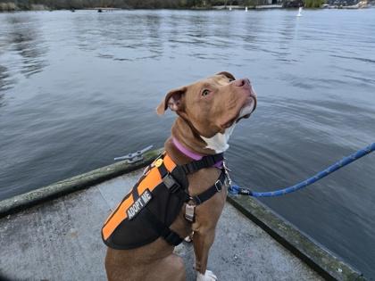 Fia, a Adoptable mixed breed in Bellevue, WA image 1/3