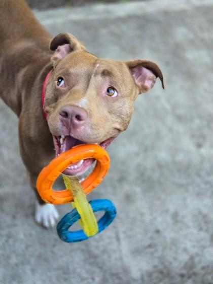 Enlarge Fia, a Adoptable mixed breed in Bellevue, WA image 1/3