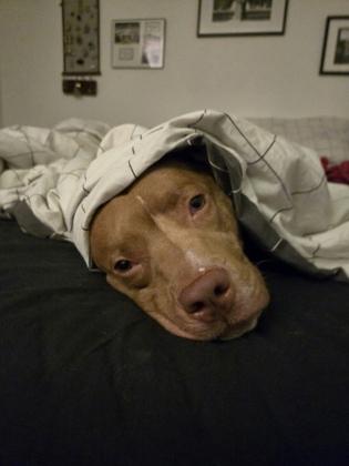 Enlarge Fia, a Adoptable mixed breed in Bellevue, WA image 2/3