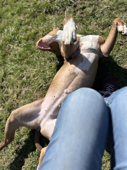 Enlarge Fia, a Adoptable mixed breed in Bellevue, WA image 1/3