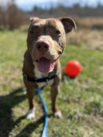 Enlarge Fia, a Adoptable mixed breed in Bellevue, WA image 2/3