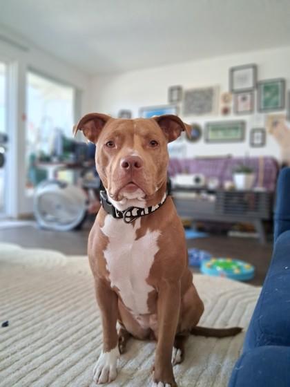 Enlarge Fia, a Adoptable mixed breed in Bellevue, WA image 3/3
