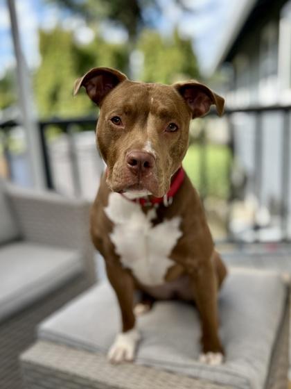 Fia, a Adoptable mixed breed in Bellevue, WA image 3/3