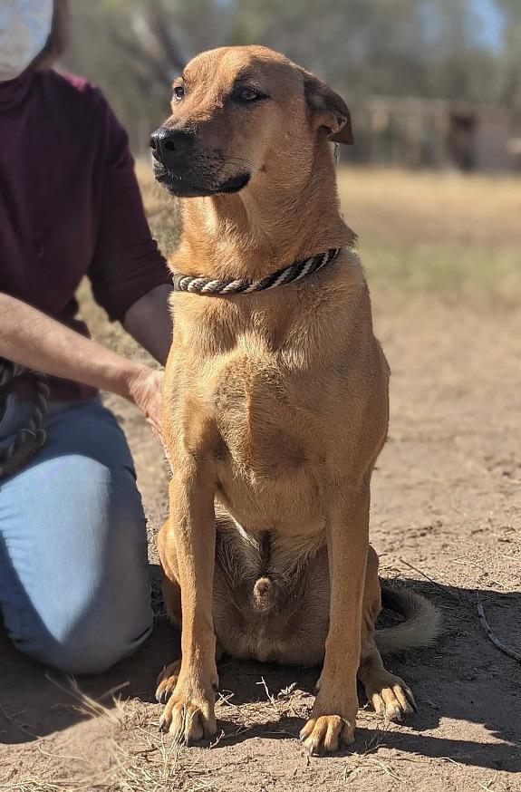 Tony Bennett, Adoptable, Adult Male Labrador Retriever & Chow Chow.