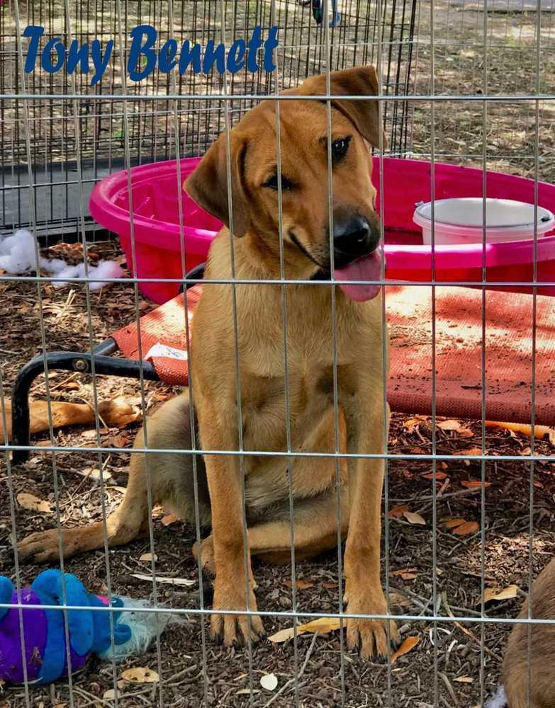 Enlarge Tony Bennett, a Adoptable mixed breed in Mission, TX image 2/6