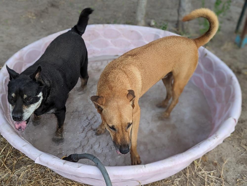 Enlarge Tony Bennett, a Adoptable mixed breed in Mission, TX image 3/6