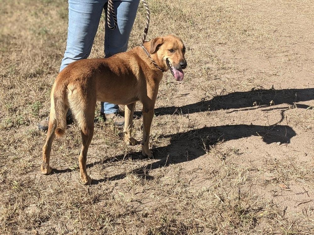 Enlarge Tony Bennett, a Adoptable mixed breed in Mission, TX image 4/6