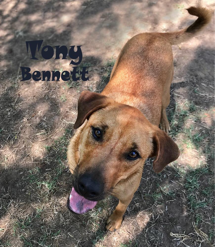 Enlarge Tony Bennett, a Adoptable mixed breed in Mission, TX image 5/6