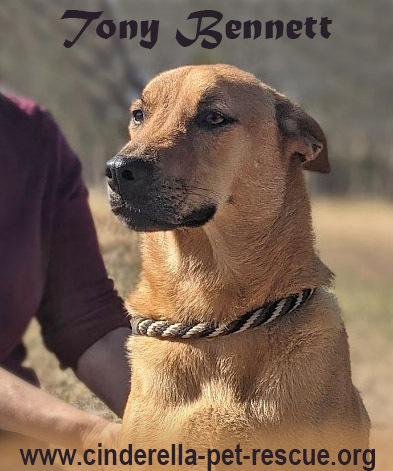 Enlarge Tony Bennett, a Adoptable mixed breed in Mission, TX image 6/6