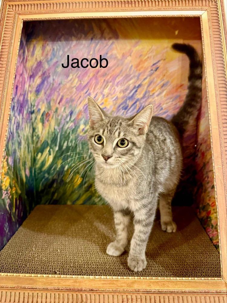 Enlarge Jacob, a Adopted Domestic Short Hair in Kinston, NC image 1/1