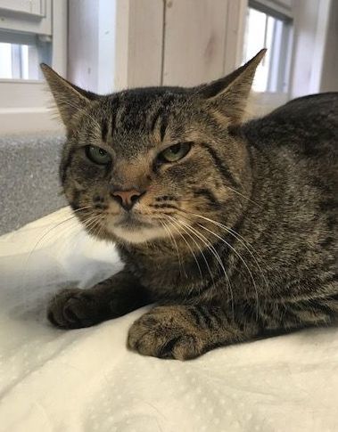 Ike, a Adoptable Tabby in Porter, TX image 1/2