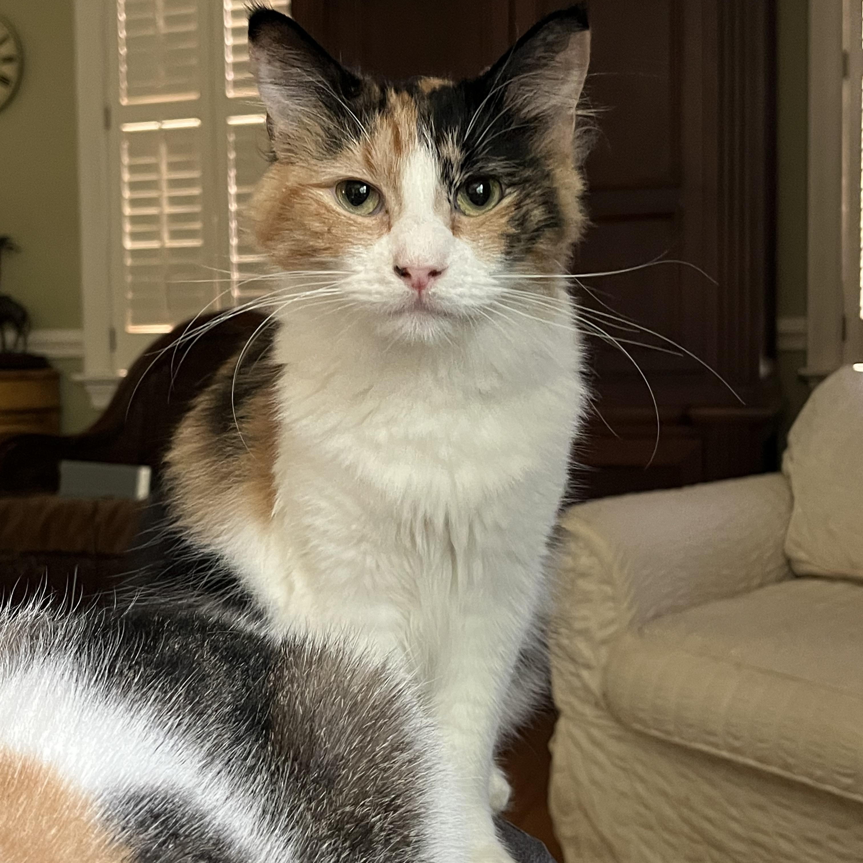 Venus, a Adoptable Calico in Mobile, AL image 1/3