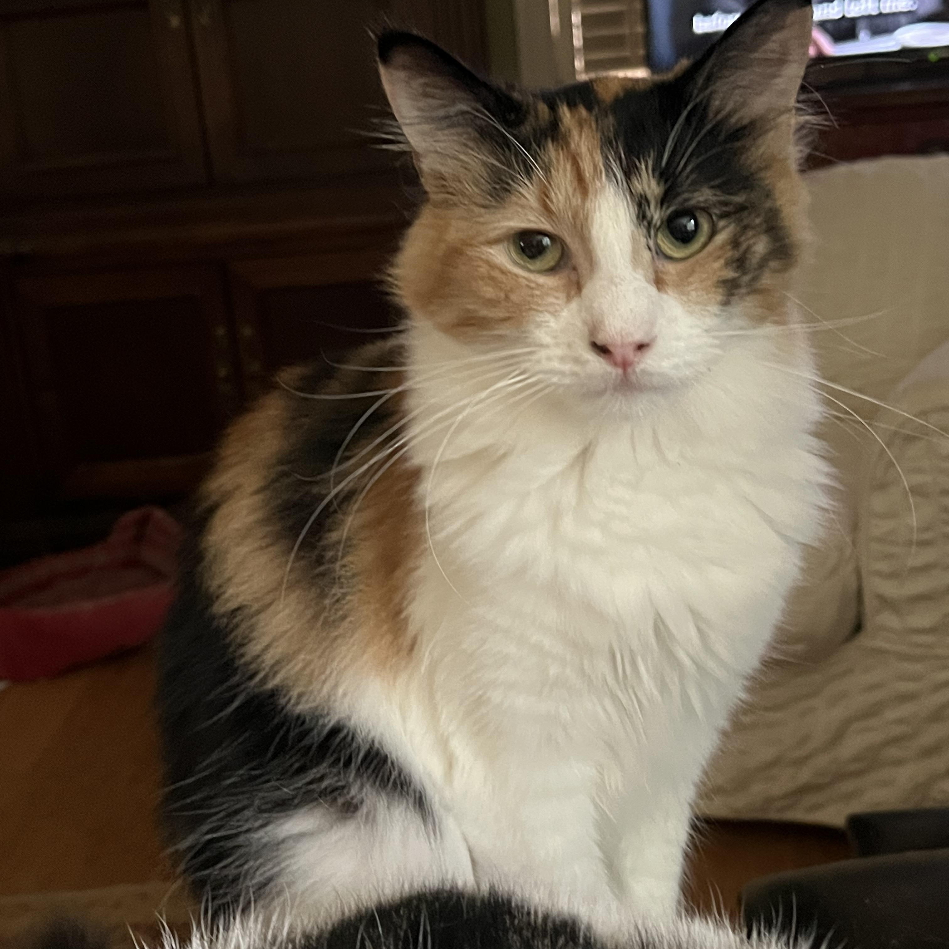 Venus, a Adoptable Calico in Mobile, AL image 2/3